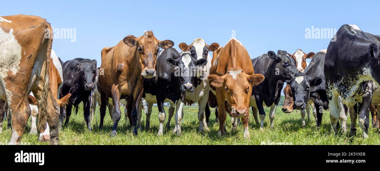 Pack Kühe, erste Reihe, ein Panorama-Weitblick, eine Gruppe schwarz weiß und rot, Herde in einem Feld Stockfoto