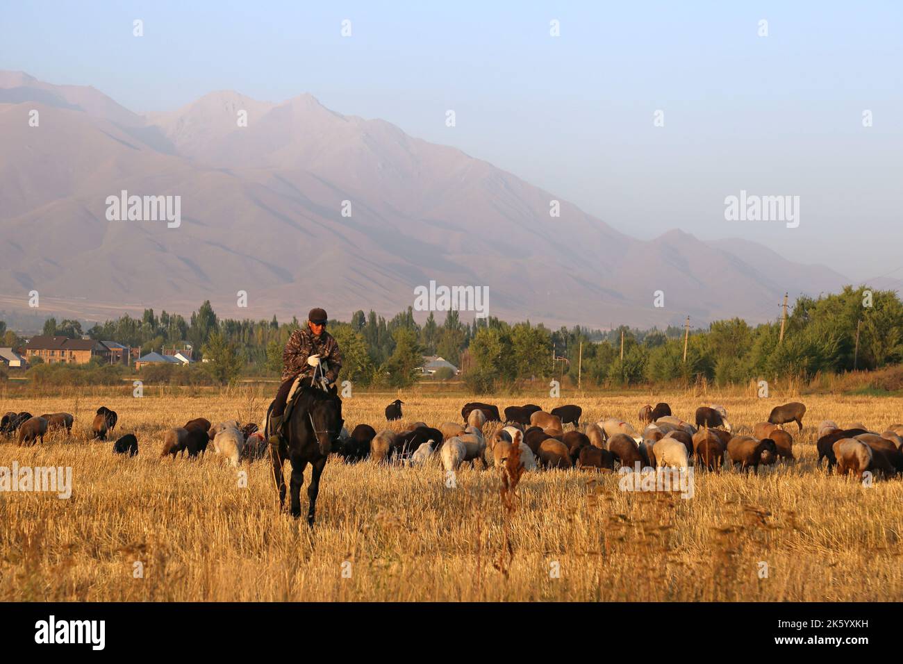 Viehzucht, Kalmak Ashuu, Chong Kemin Valley, Tien Shan Mountains, Chui Region, Kirgisistan, Zentralasien Stockfoto