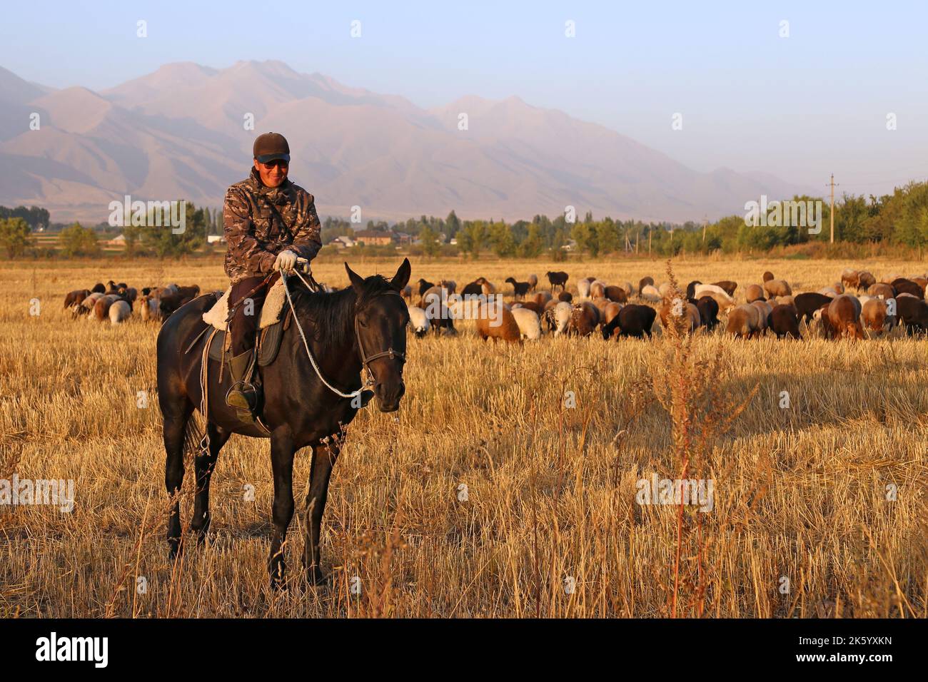 Viehzucht, Kalmak Ashuu, Chong Kemin Valley, Tien Shan Mountains, Chui Region, Kirgisistan, Zentralasien Stockfoto