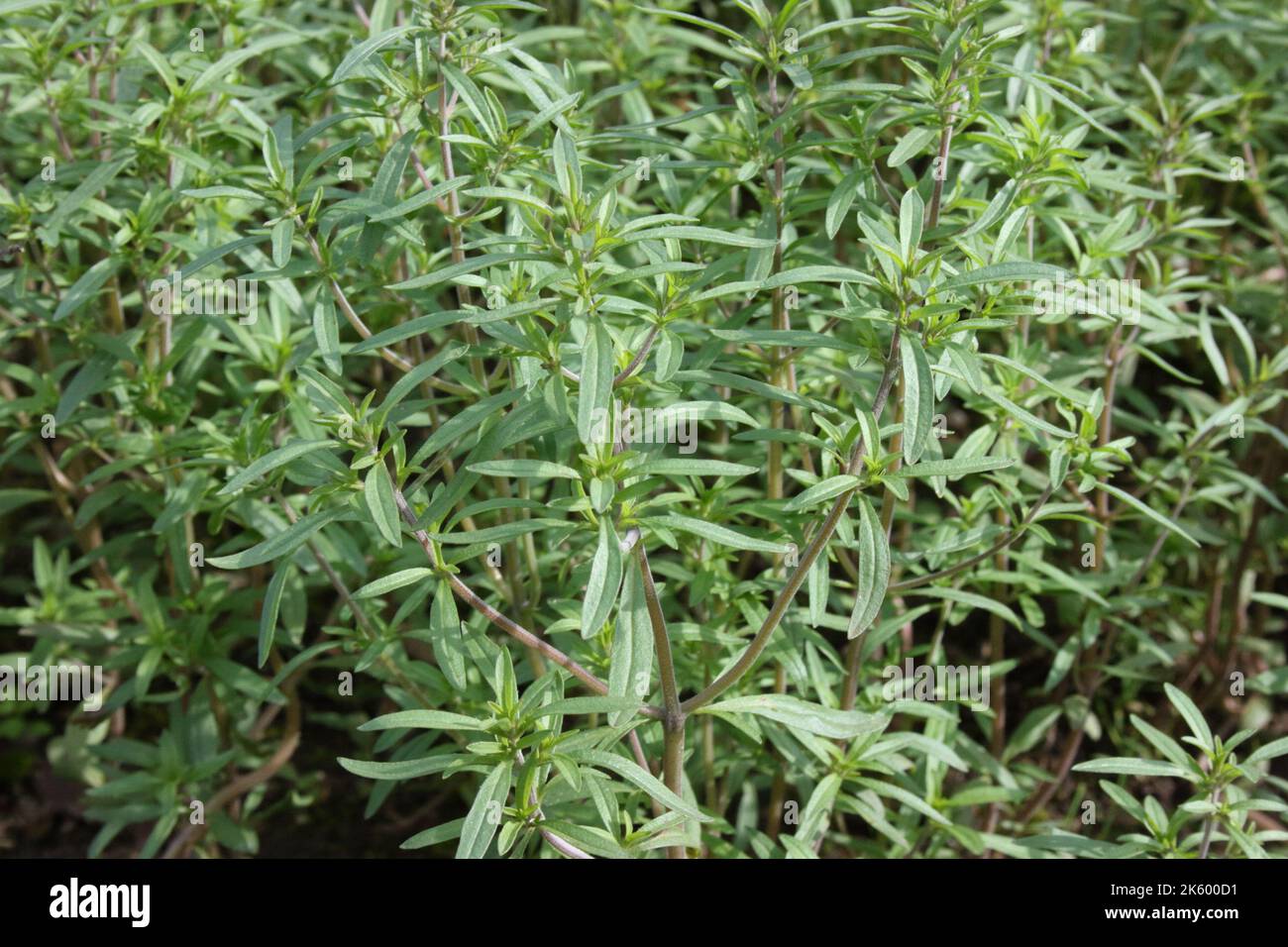Sommer-Bohnenkraut (Satureja hortensis) im Garten. Stockfoto
