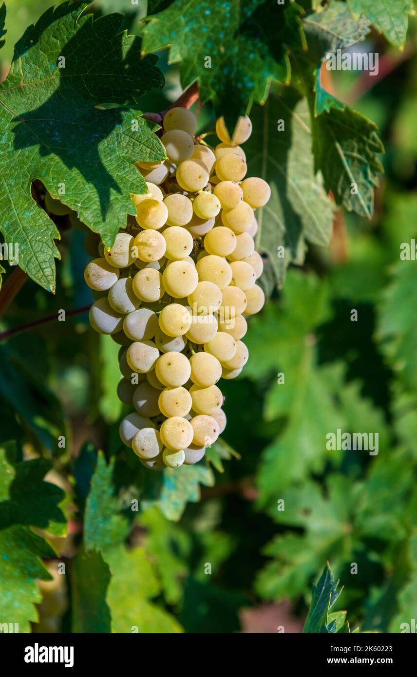 Ein Strauß frischer weißer Trauben hängt am sonnigen Tag im Weinberg Stockfoto