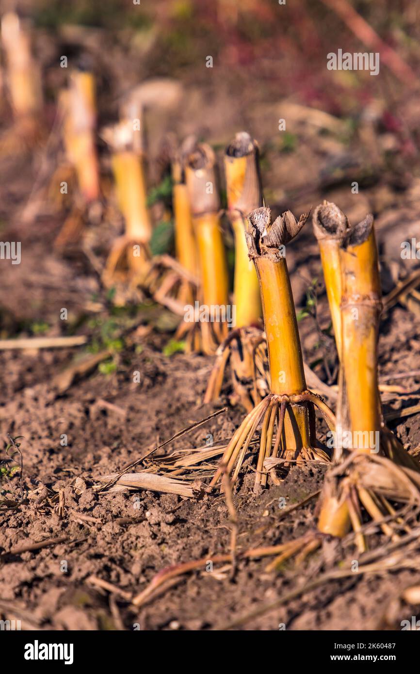 Isolierte Schnitthalme von Mais nach der Ernte im Herbst in Hessen, Deutschland Stockfoto