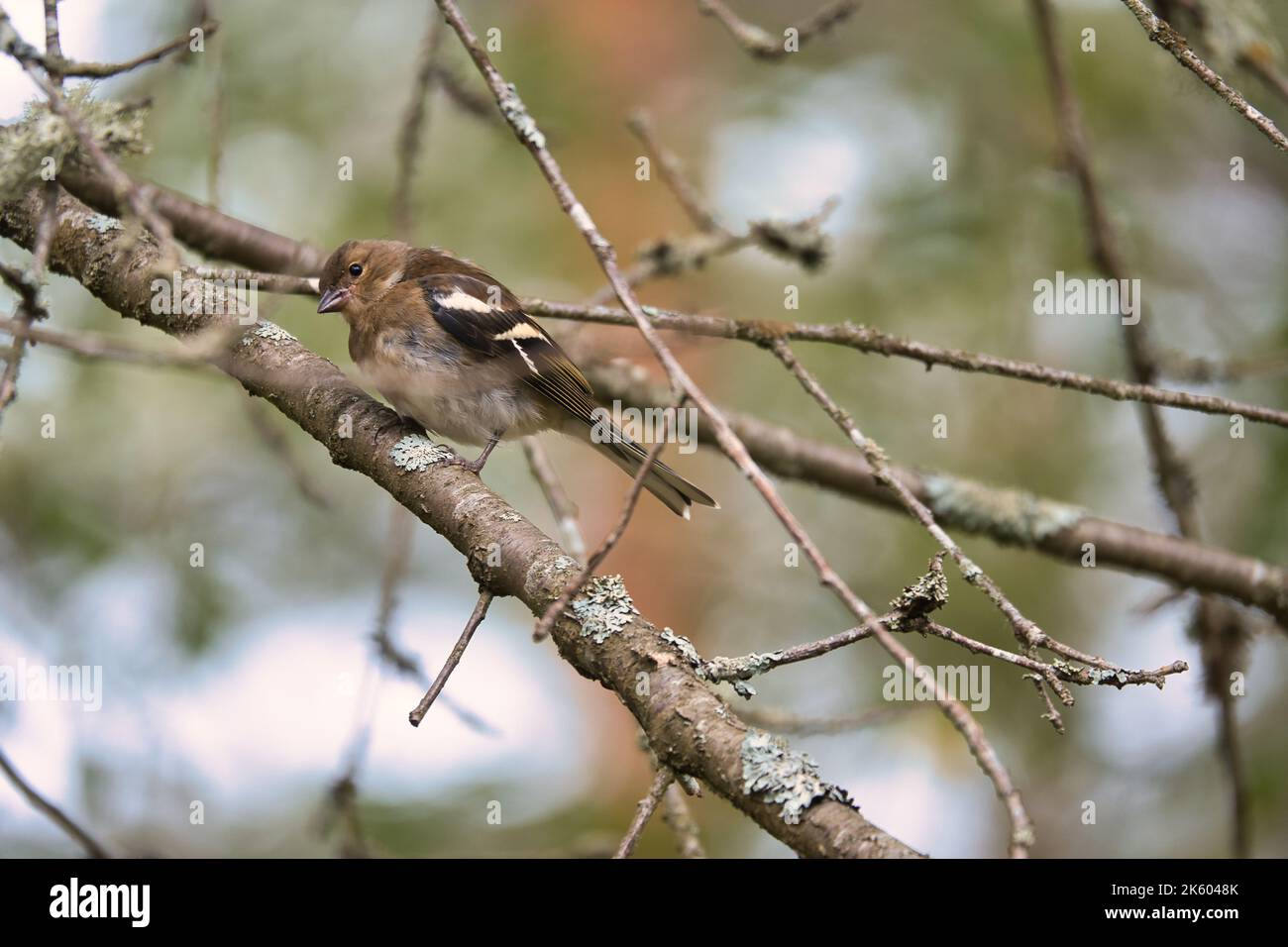 Buchfink jung auf einem Ast im Wald. Braunes, graues, grünes Gefieder. Kleiner singvögel in der Natur. Tierfoto eines kleinen Vogels Stockfoto