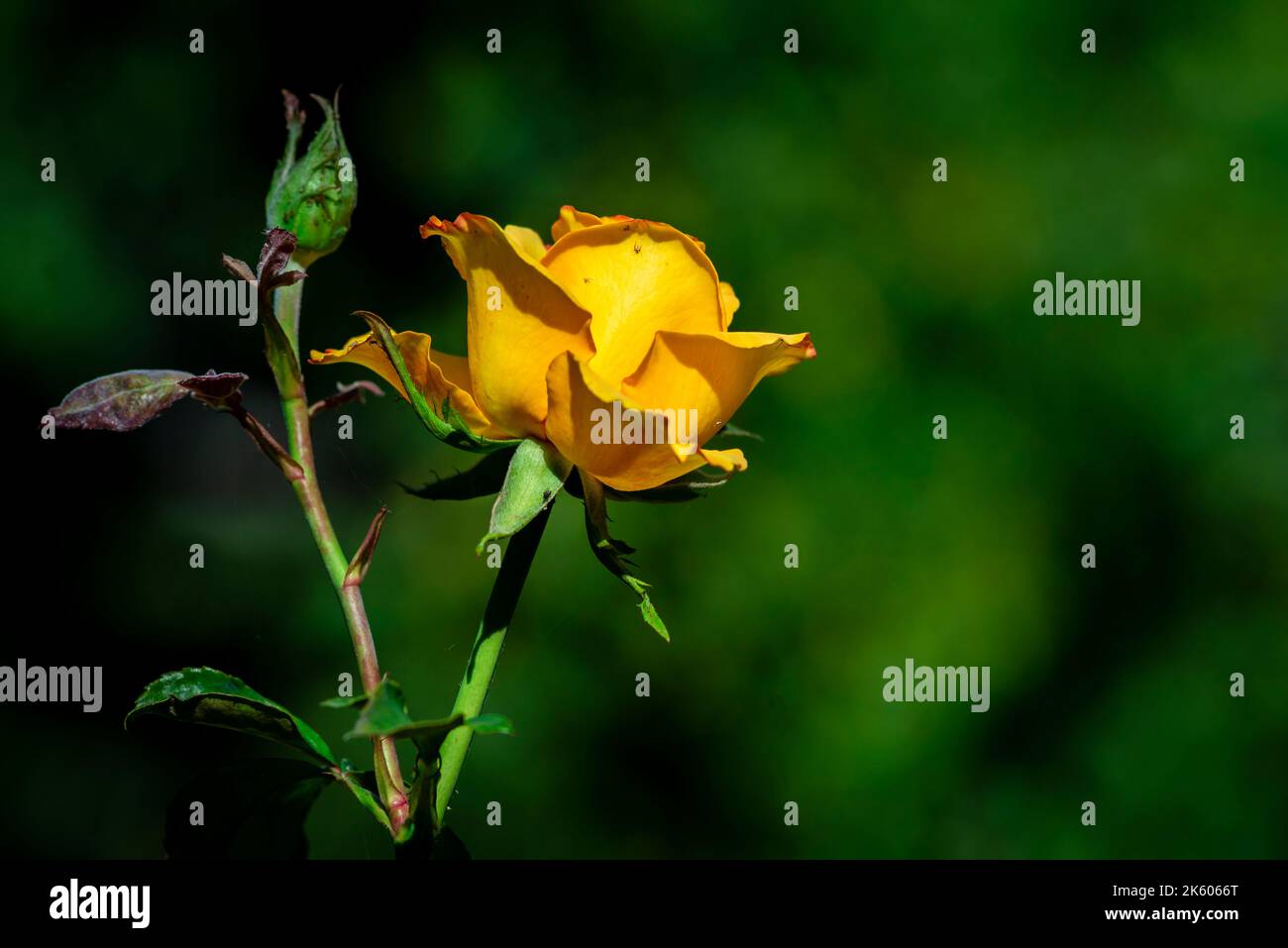 Blume der gelben Rose im Sommergarten. Gelbe Rosen mit geringer Schärfentiefe. Schöne Rose im Sonnenschein. Gelber Garten stieg auf einem Busch in Stockfoto
