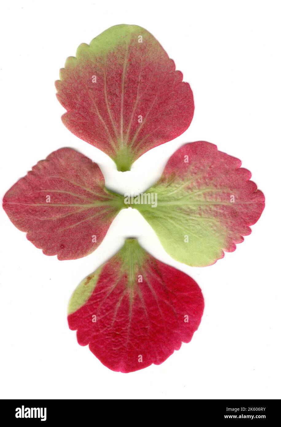 Hortensienblüten in Herbstfarbe auf weißem Hintergrund. Stockfoto