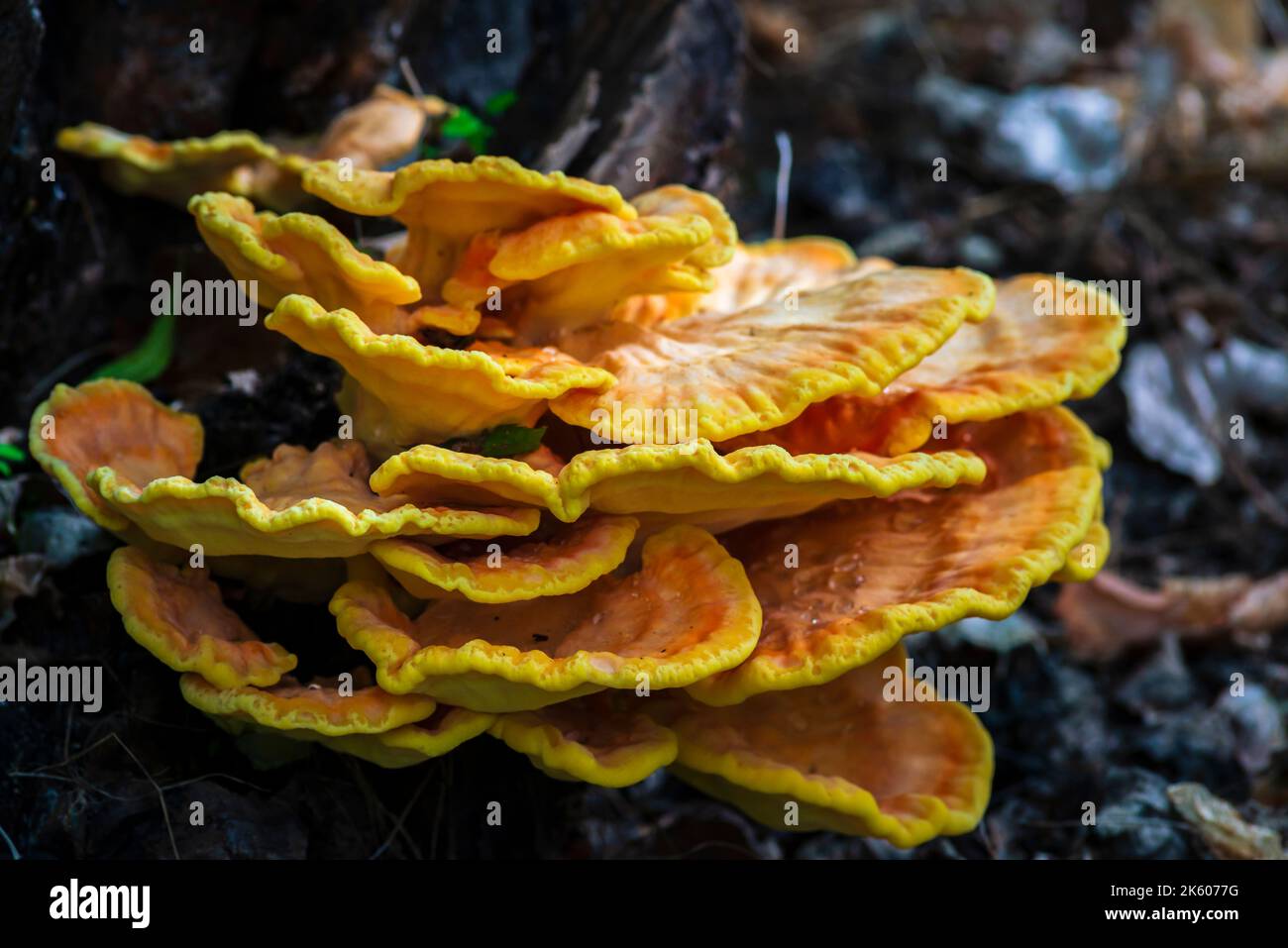 Laetíporus sulphúreus Huhn aus dem Holz der schwefelgelbe Zunder Pilz Baumpilz Stockfoto