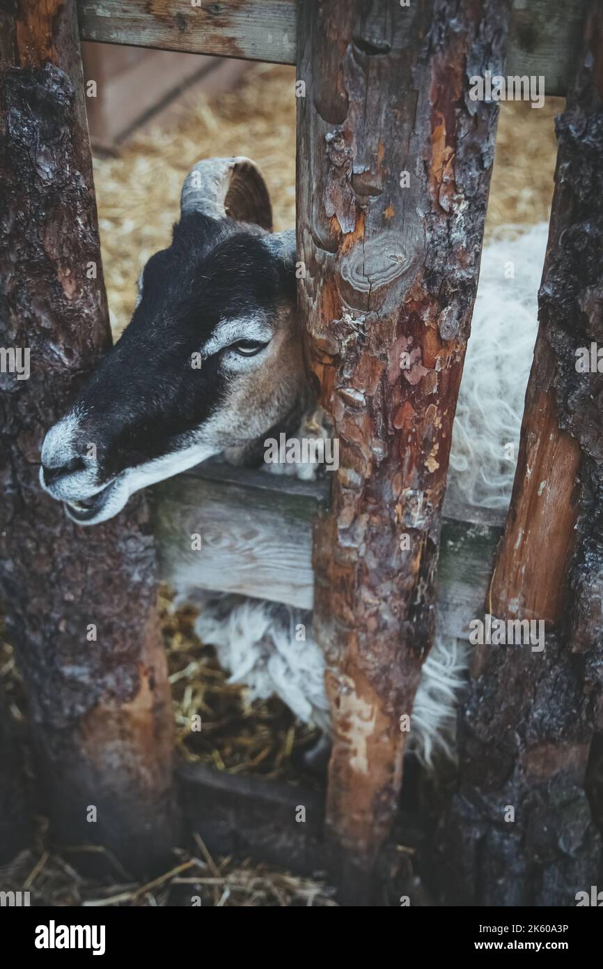 Tierfarm lustige Schafe Haushalt Stall neugierig Stockfoto