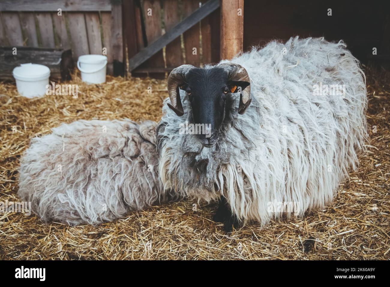 Viehzucht Pedigreed RAM Ruhezeit schön Stockfoto