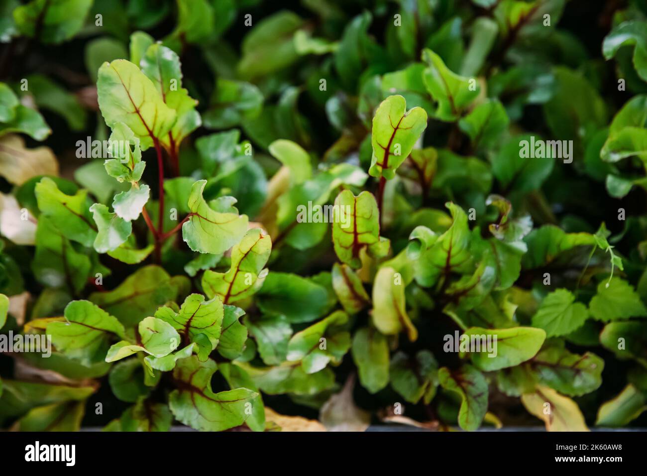 Treibhaus Sämling grünen Salat natürliche Gartenarbeit Stockfoto