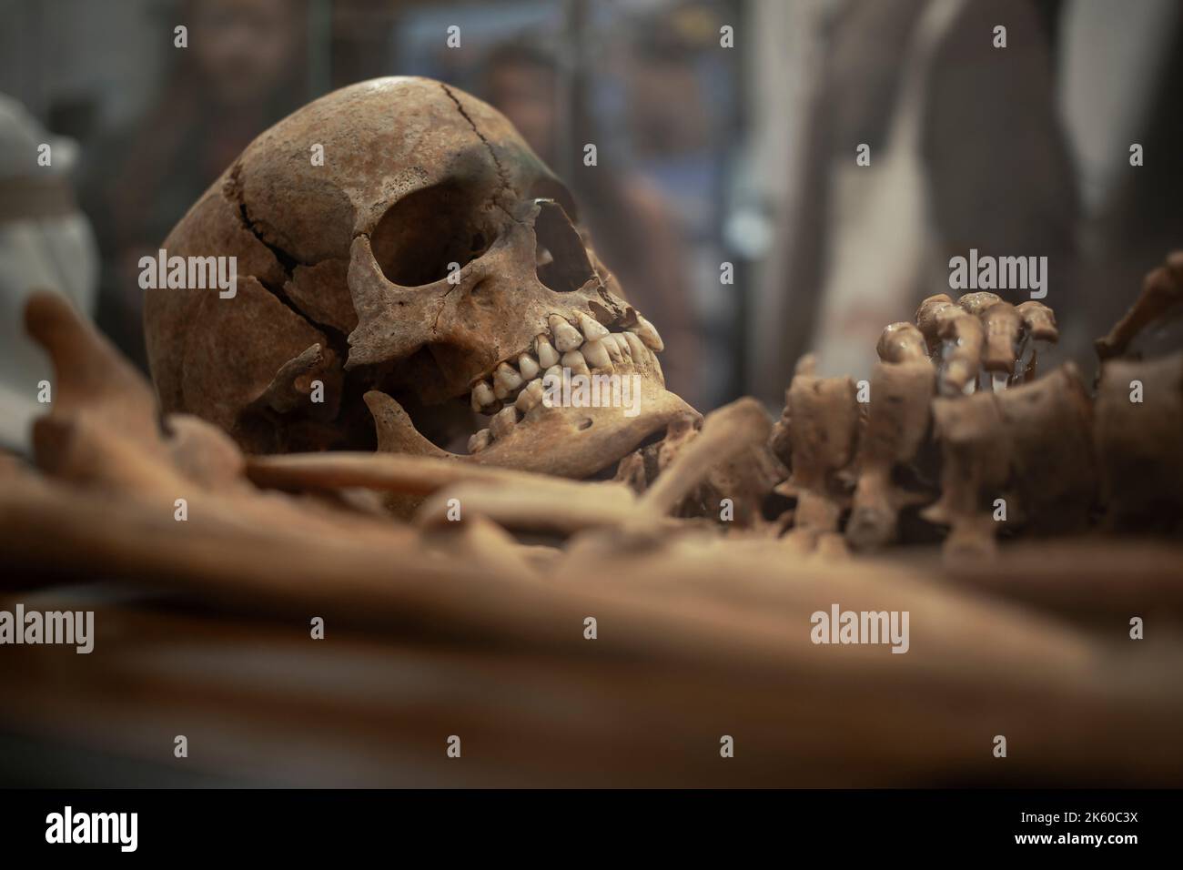 Belgrad, Serbien, März 2022: Menschliches Skelett aus dem 14.. Jahrhundert, ausgestellt auf einer Ausstellung, die den archäologischen Forschungen in Vinča gewidmet ist Stockfoto