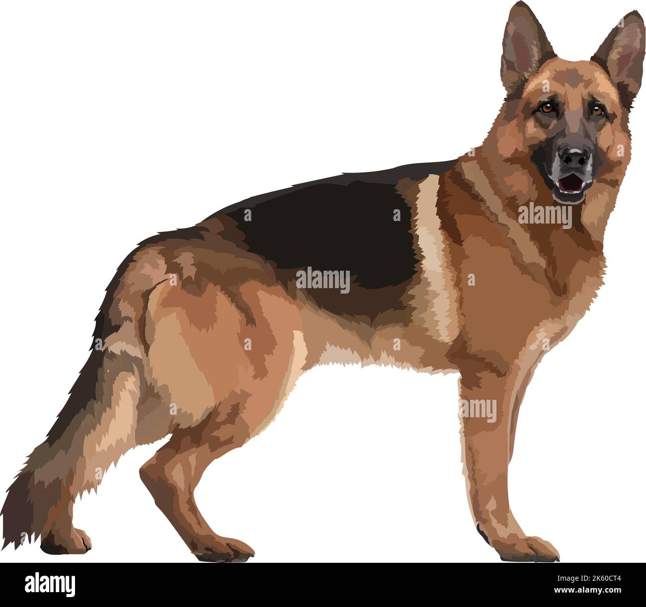 Deutsche Schäferhund Rasse realistische Farbe Vektor Illustration Stock Vektor