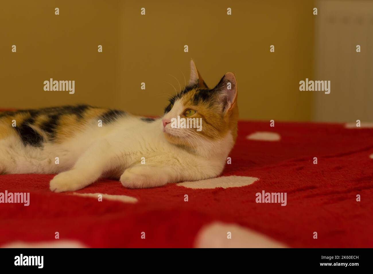 Porträt einer dreifarbigen Katze, die auf der roten Decke auf dem Sofa liegt Stockfoto