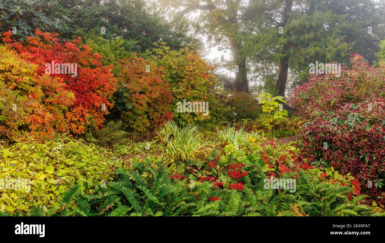 Herbstfarben in den Aberglasney Gardens Stockfoto