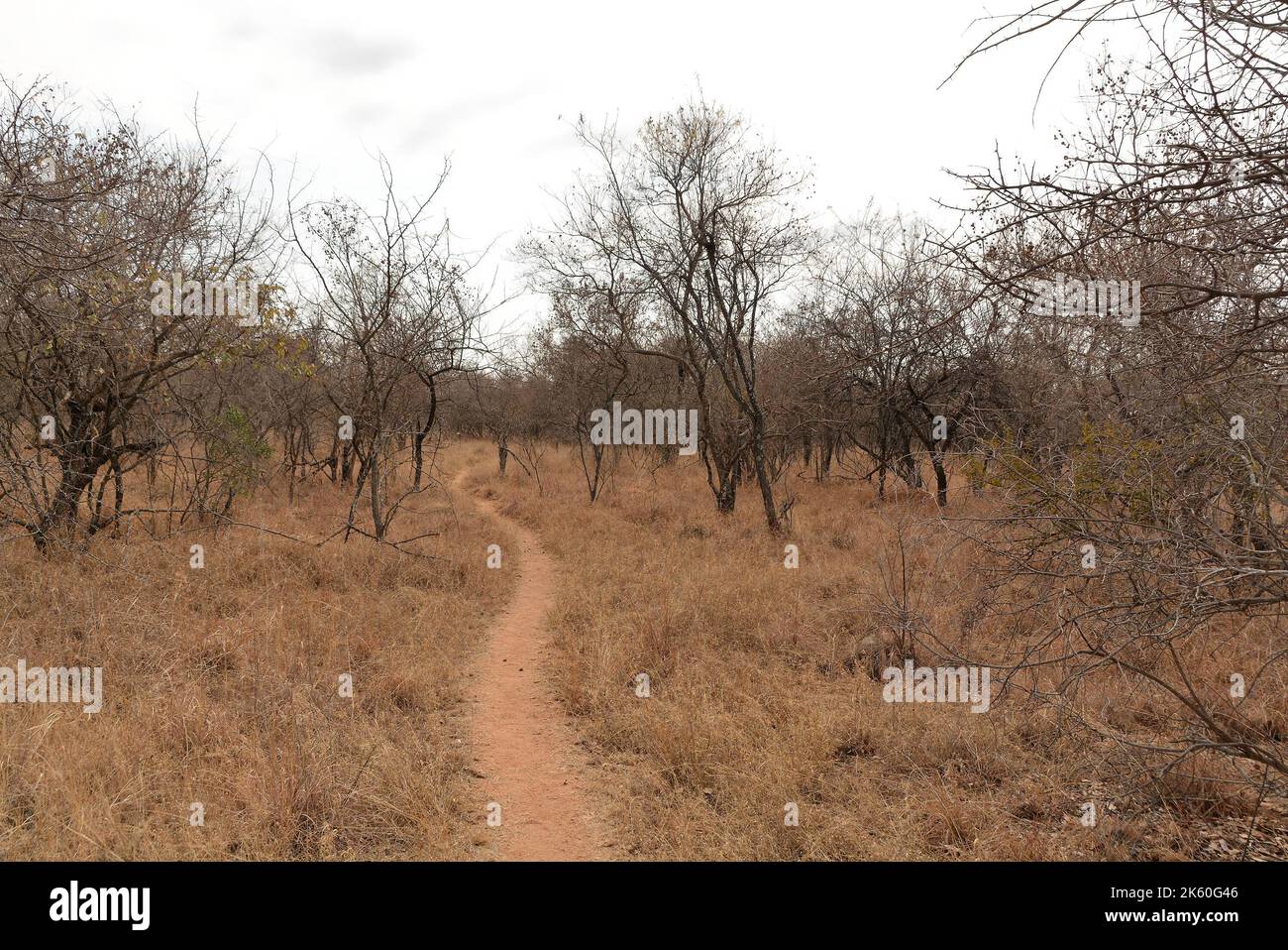 Bush Path führt durch das trockene Bush Veld in Südafrika - ein Spaziergang in der Wildnis Stockfoto