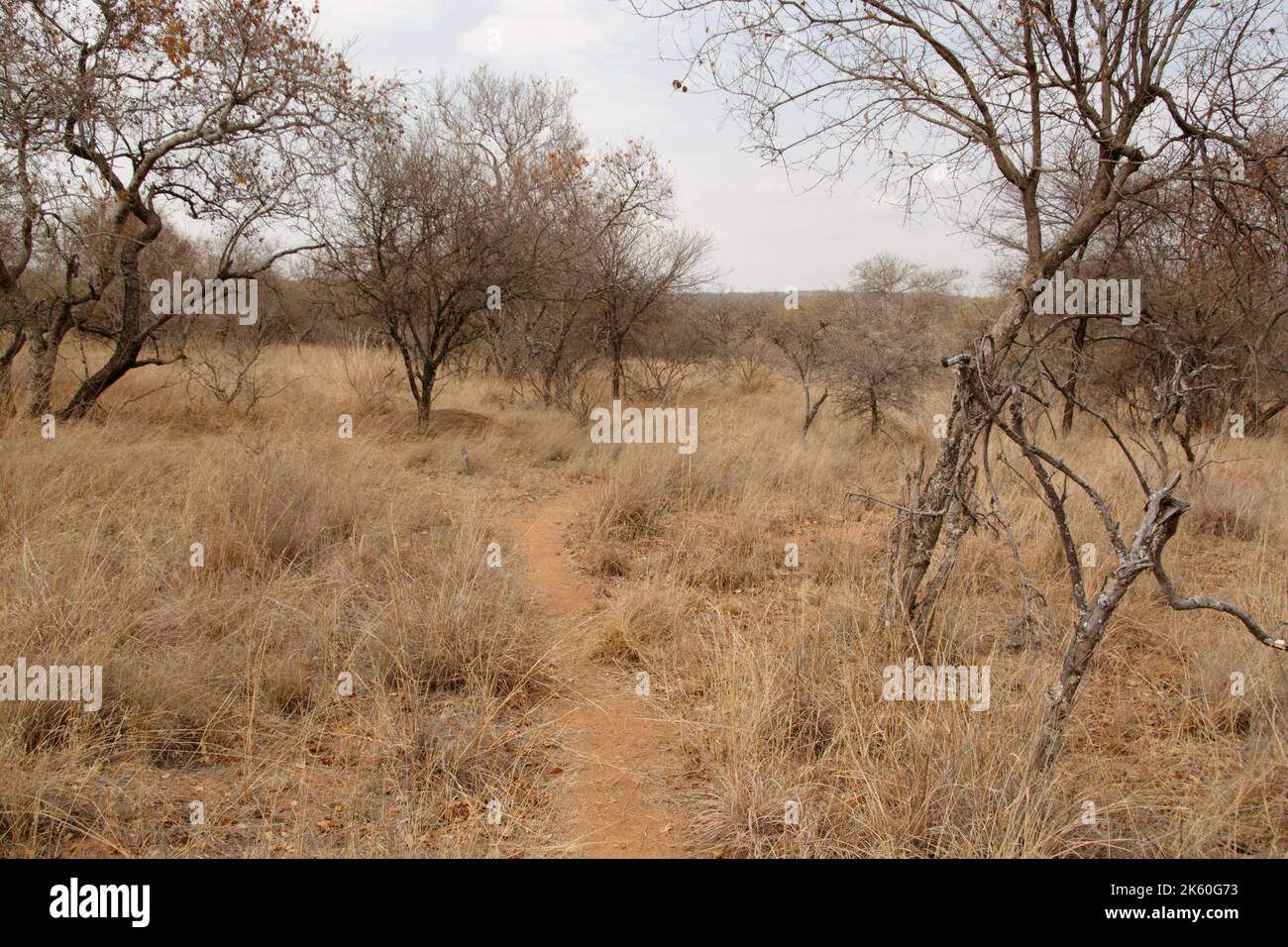 Bush Path führt durch das trockene Bush Veld in Südafrika - ein Spaziergang in der Wildnis Stockfoto