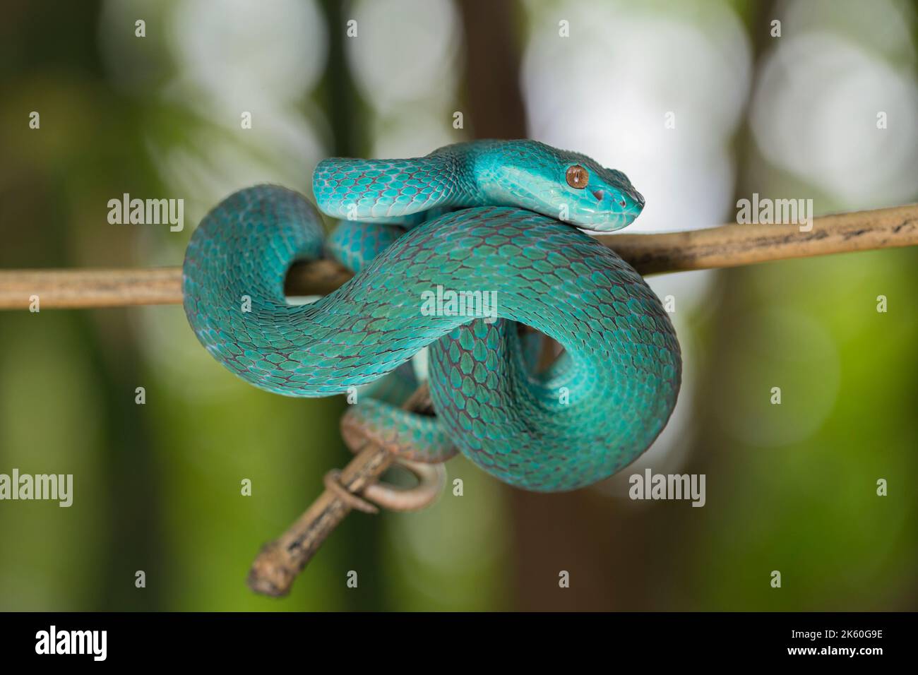 Blaue Insularis-Schlange (Trimeresurus insularis) Weißlippige Inselschlange Viper, die an einem Ast hängt Stockfoto
