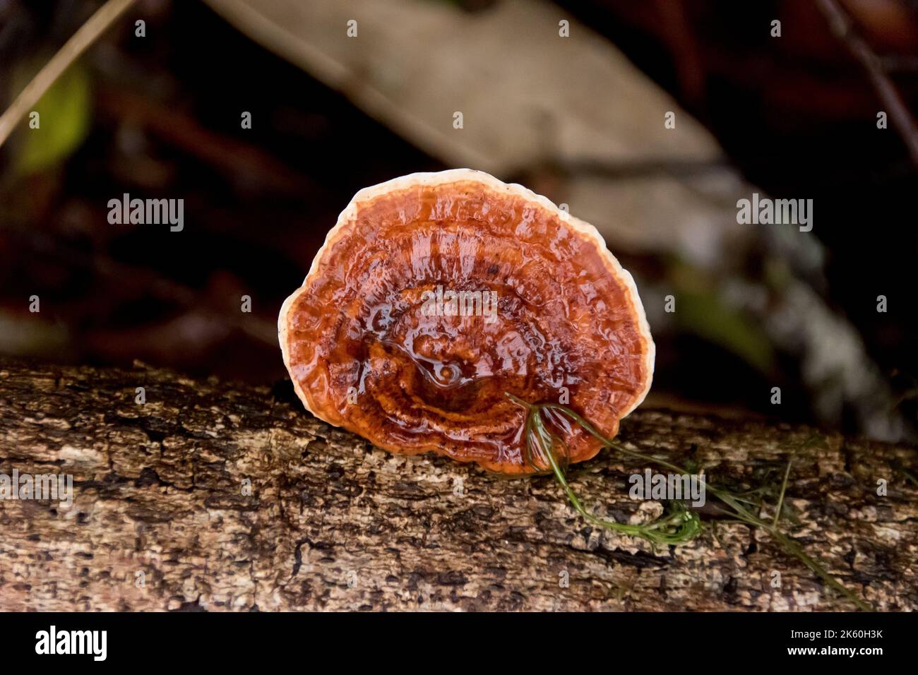 Nasser, trichterförmiger australischer Pilz, gelbfüßiger Polypore (Microporus xantopus) im subtropischen Regenwald von Queensland. Stockfoto