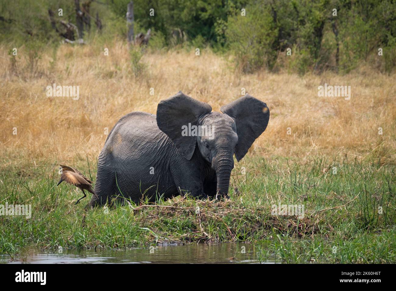 Baby Elefant (Loxodonta africana), das Kalb überquert das Sumpfgebiet mit gespreizten Ohren. Okavango Delta, Botsuana, Afrika Stockfoto