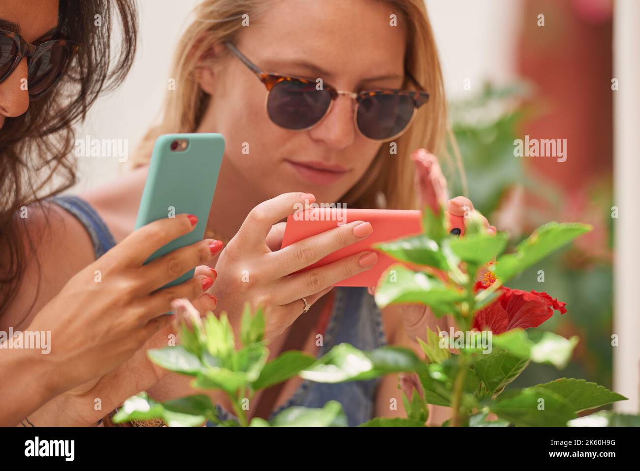 Wir fotografieren immer Hibiskuspflanzen. Zwei attraktive junge Freunde stehen zusammen und fotografieren mit ihren Handys Hibiskus Stockfoto