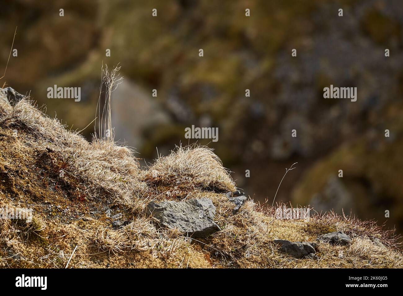 Wind bewegende Anlagen in Island Stockfoto