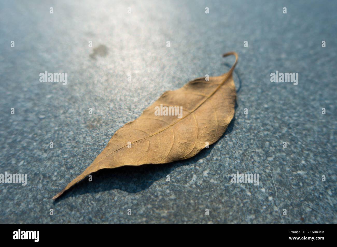 Eine isolierte Nahaufnahme eines trockenen Blattes mit strukturiertem blauem Hintergrund. Uttarakhand Indien Stockfoto