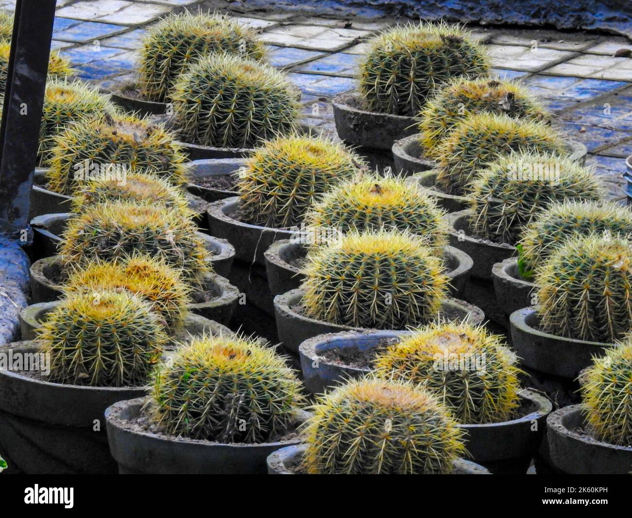 Goldener Fasskaktus ( Echinocactus grusonii oder Kroenleinia grusonii), der in Töpfen in einer Blumenküserei wächst. Uttarakhand Indien. Stockfoto