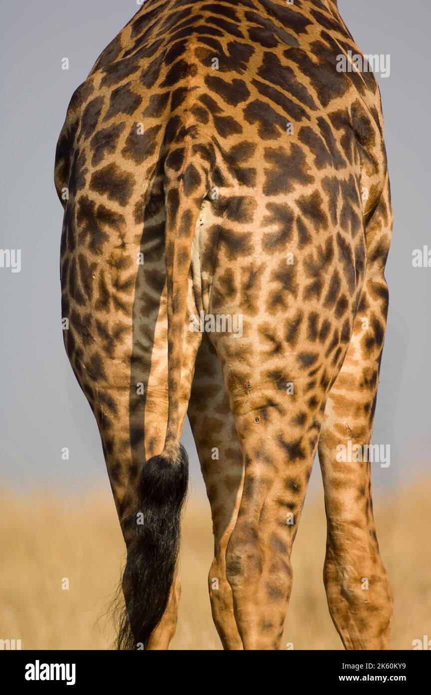 Masai Giraffe, Unterkörper, Giraffa camelopardalis, Masai Mara National Park, Kenia Stockfoto