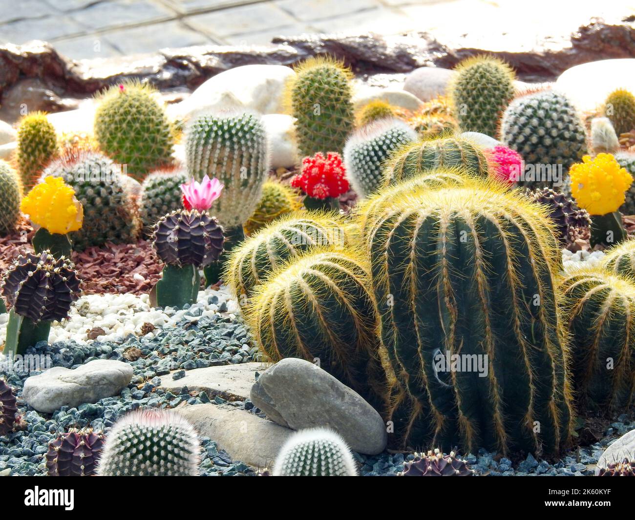 Goldener Fasskaktus ( Echinocactus grusonii oder Kroenleinia grusonii), der in Töpfen in einer Blumenküserei wächst. Uttarakhand Indien. Stockfoto