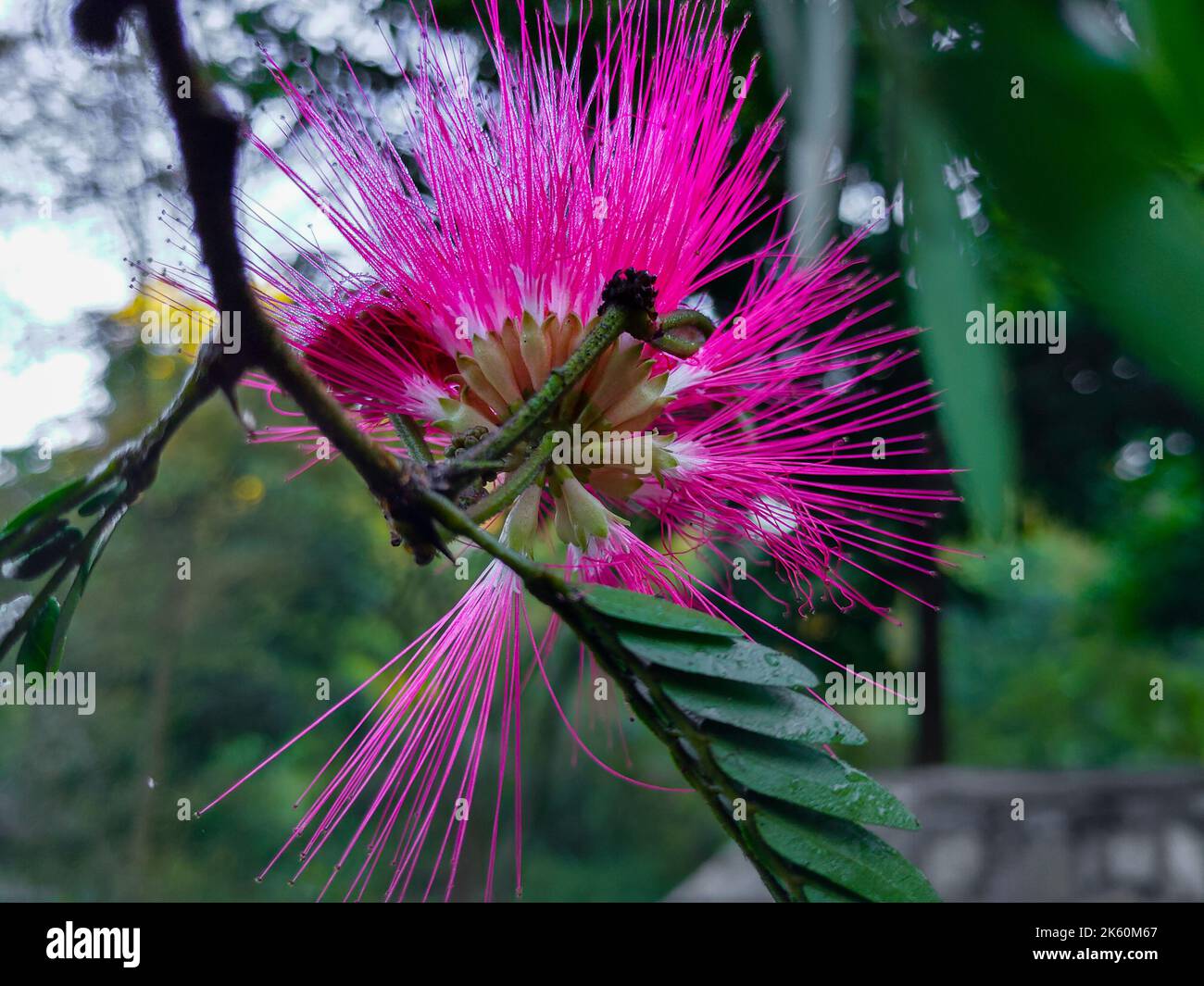 Blätter und Blüten von Albizia julibrissin, dem persischen Seidenbaum, dem rosa Seidenbaum oder dem Mimosenbaum. Uttarakhand Indien. Stockfoto