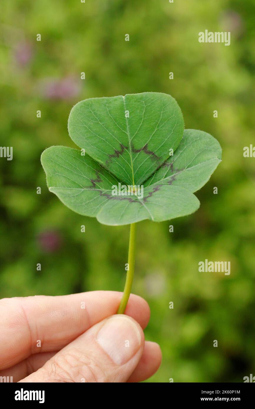 Kleeblatt mit vier Blättern Stockfoto
