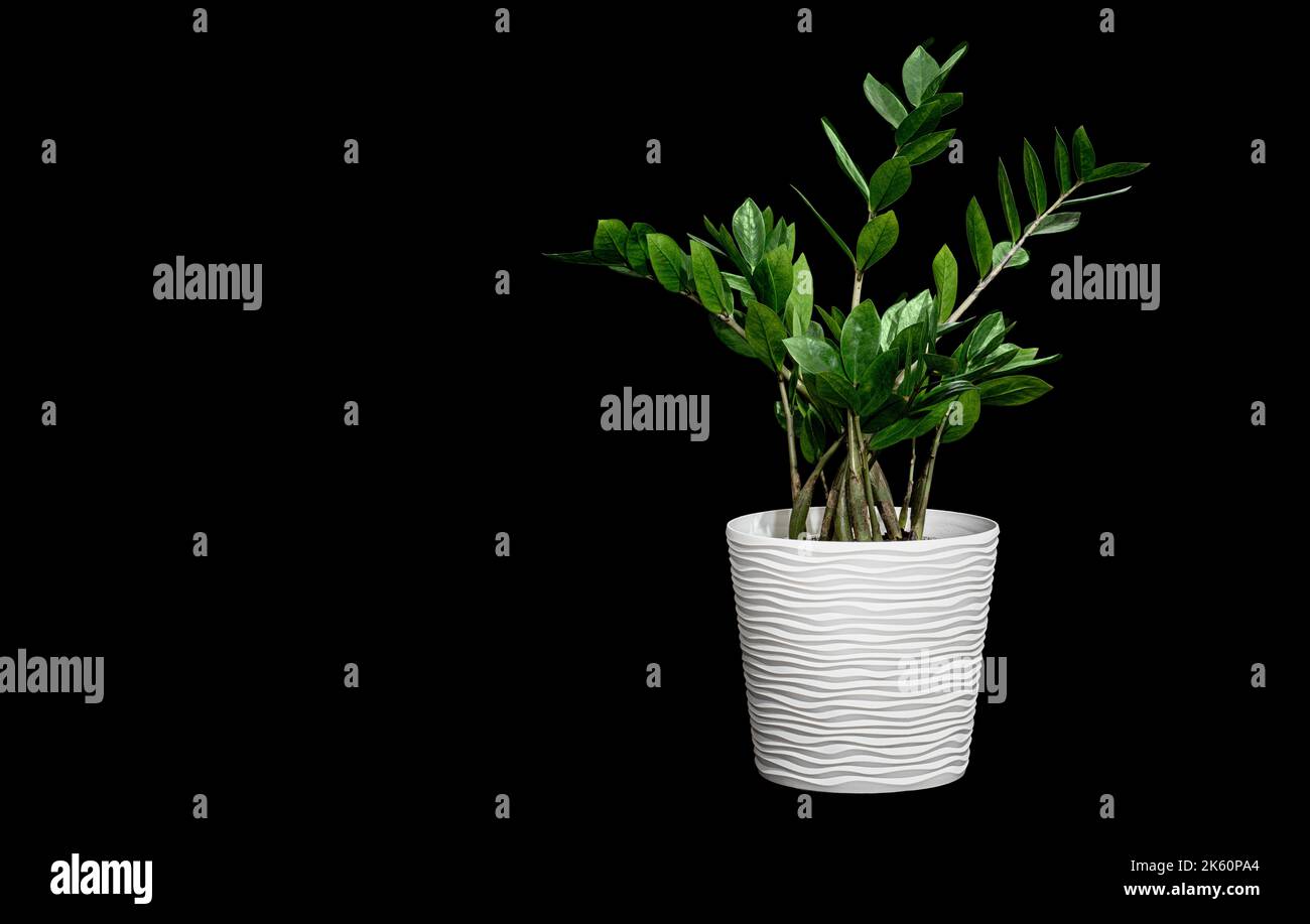 Bild einer Zimmerpflanze in einem Topf Zamioculcas auf schwarzem Hintergrund Stockfoto