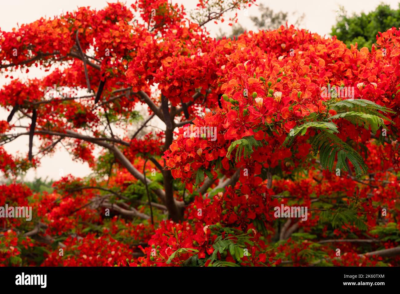 Leuchtend rote Blätter Baum im Park. Spaziergang im farbenfrohen Waldkonzept Stockfoto