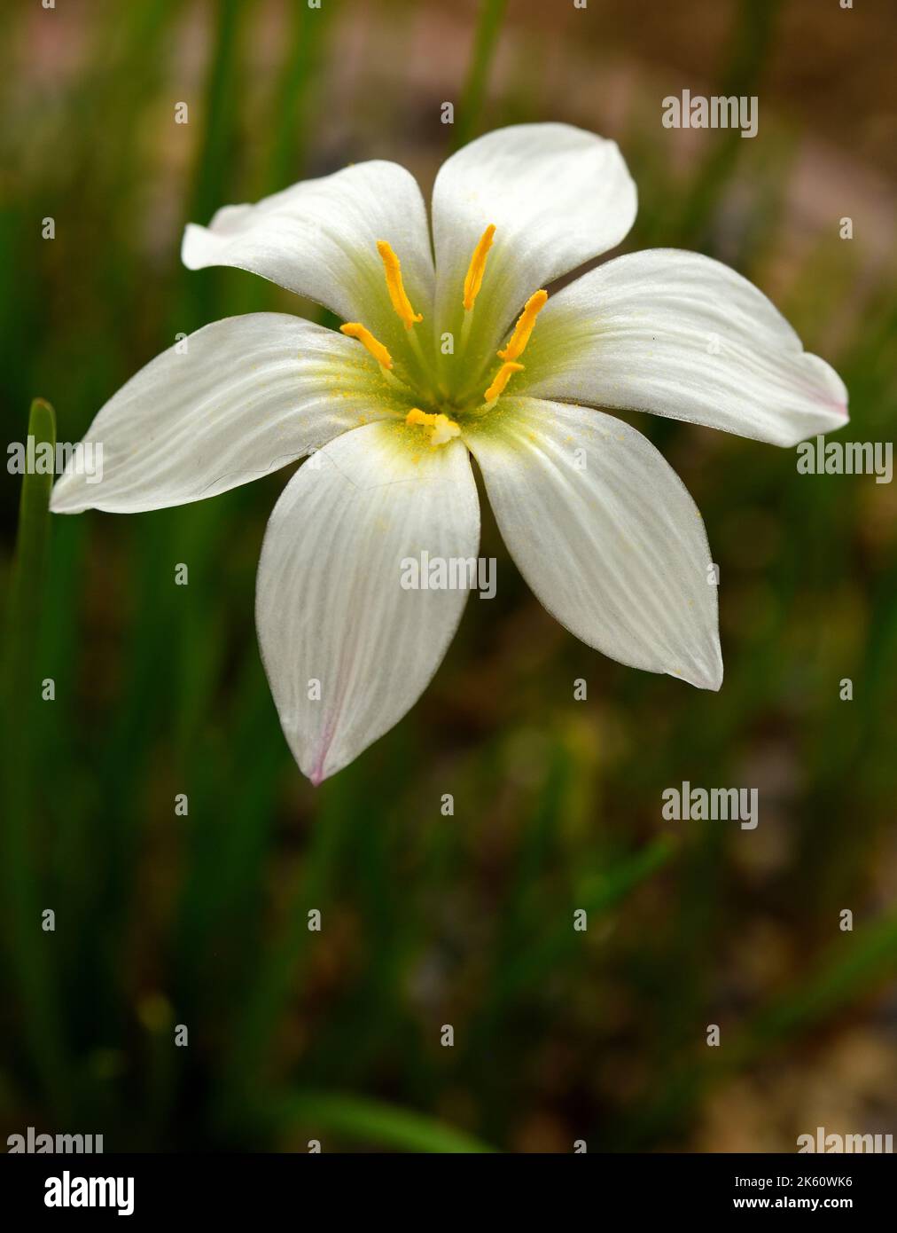 Eine einzige weiße Blüte von Zphyranthe Candida. Stockfoto