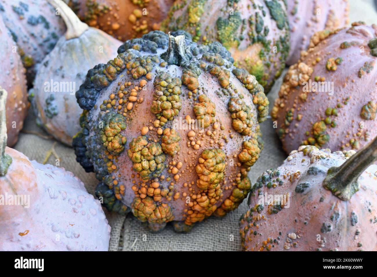 Schöner 'Musquee de Maroque' Kürbis mit Warzen Stockfoto