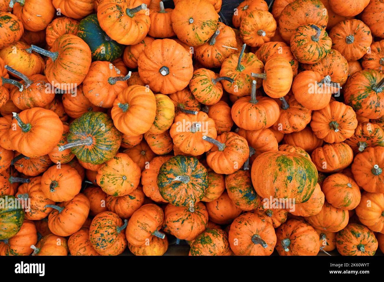 Viele kleine orange 'Jack Be Little' Kürbisse Stockfoto