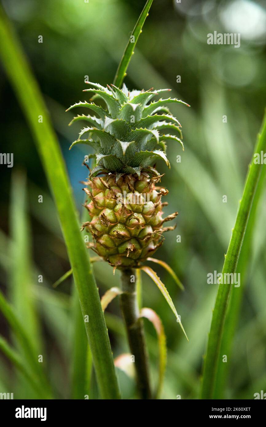 Nahaufnahme der Ananaspflanze. Bio-Obst, gesunde Ernährung Stockfoto