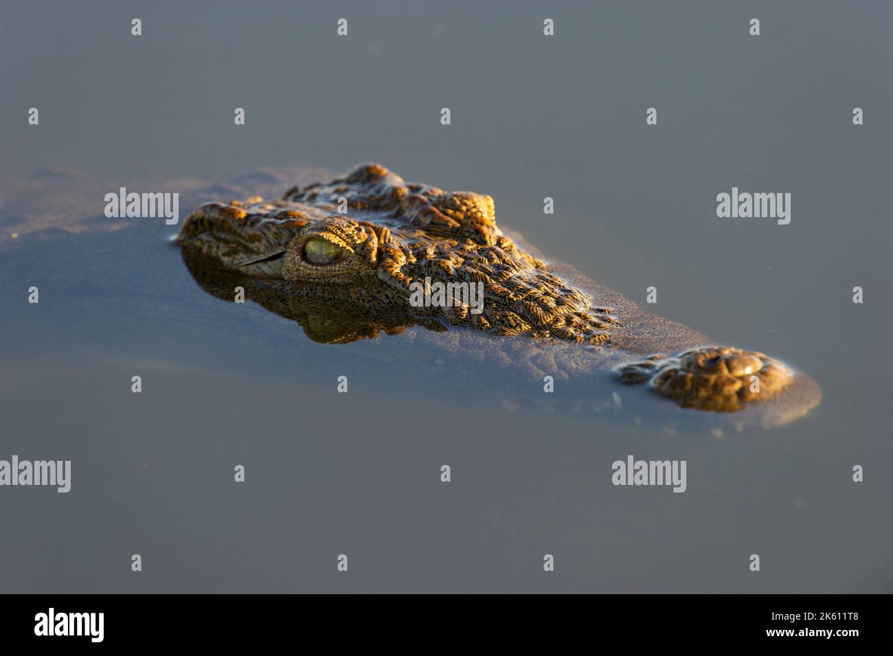 Nilkrokodil ( Crocodylus niloticus) Pilanesberg Nature Reserve, Südafrika Stockfoto