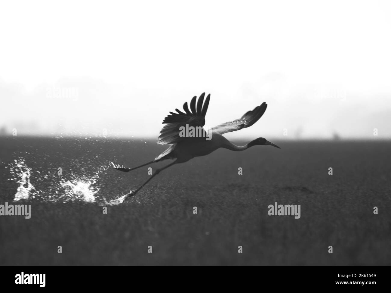 Saurus Kranich starten. Keoladeo-Nationalpark, Indien Stockfoto