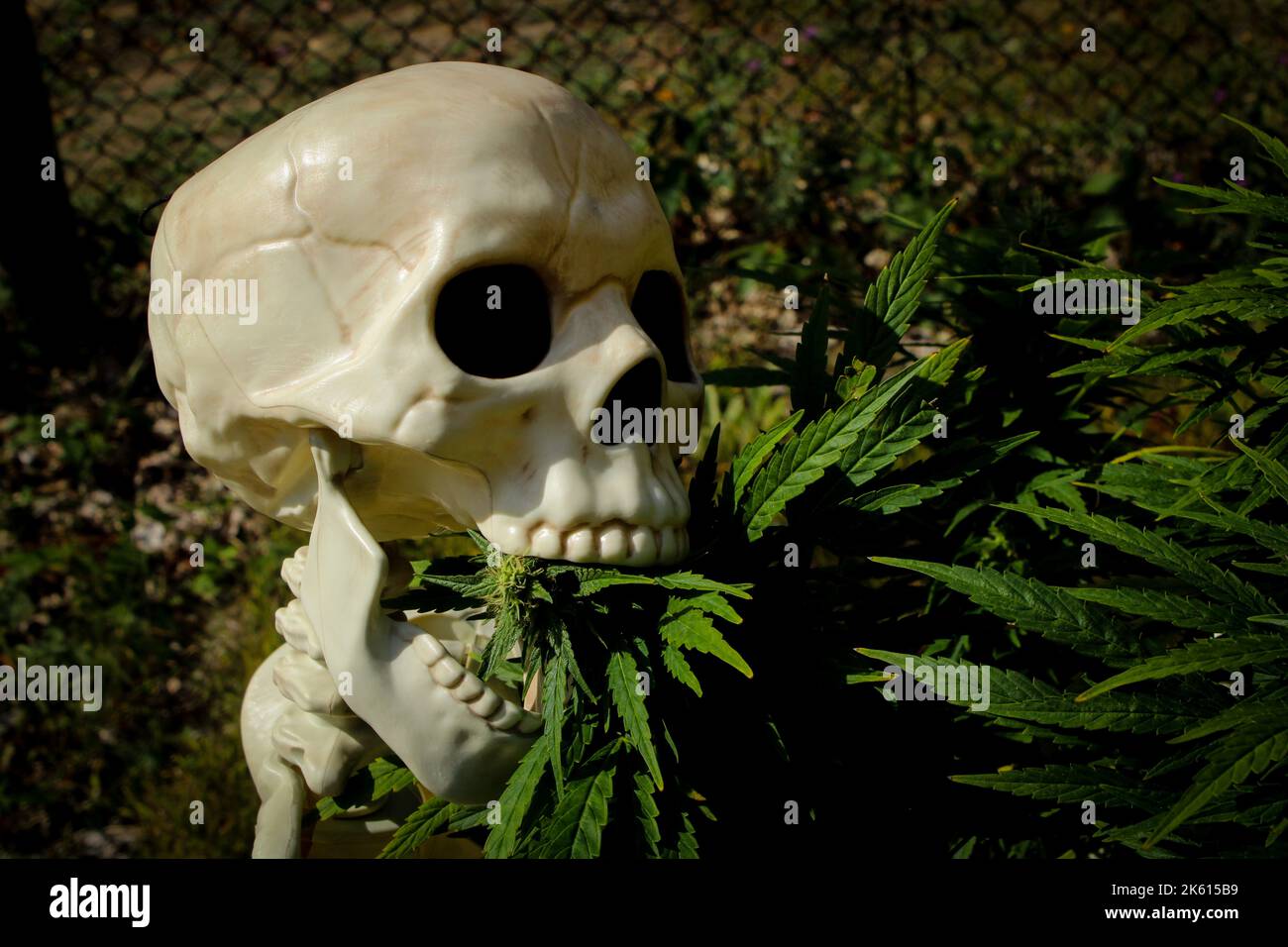 Skelett, das eine frische organische Marihuanaknospe frisst Stockfoto