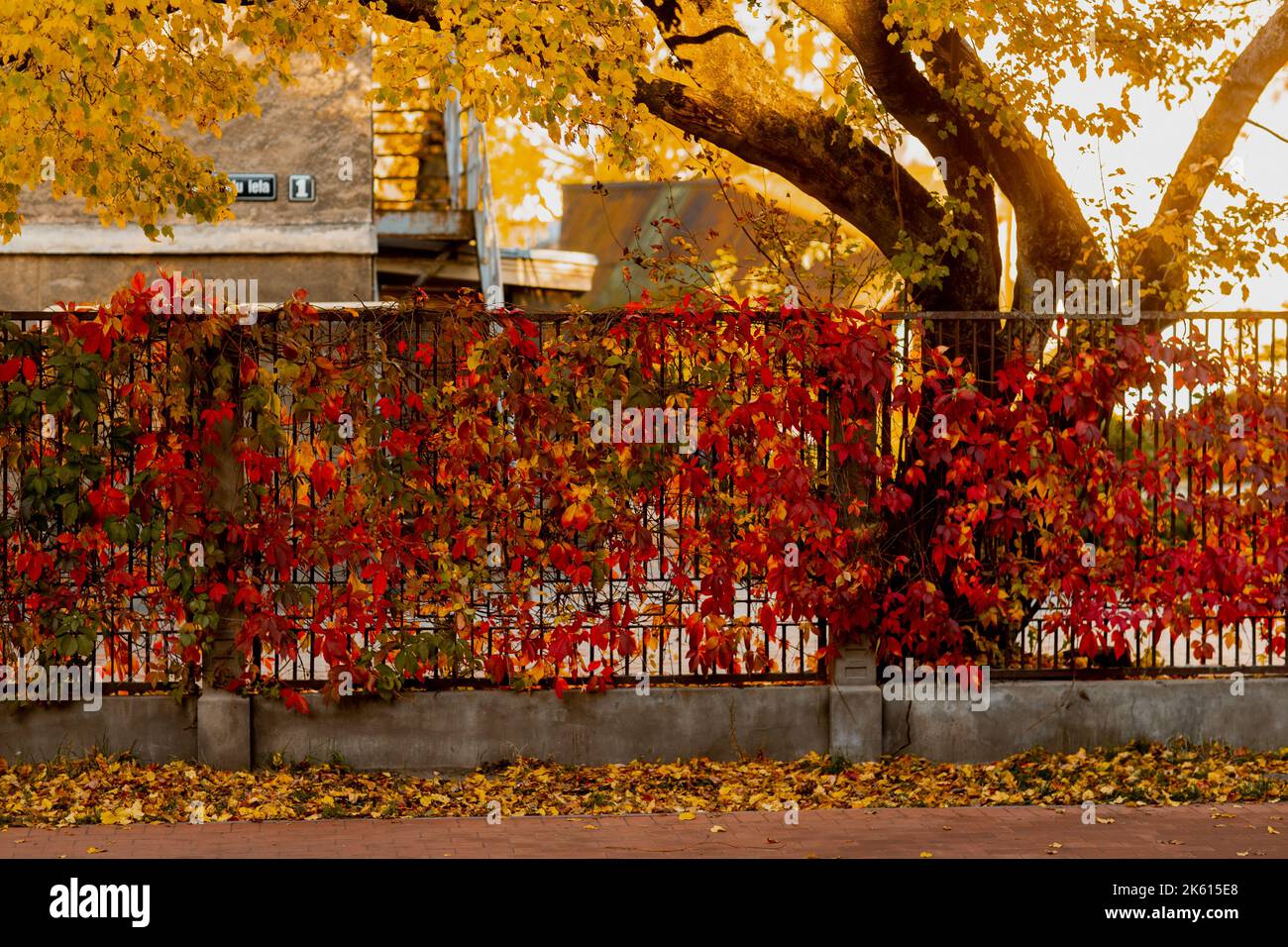 Rote Blätter auf Metallzaun im Herbst Stockfoto