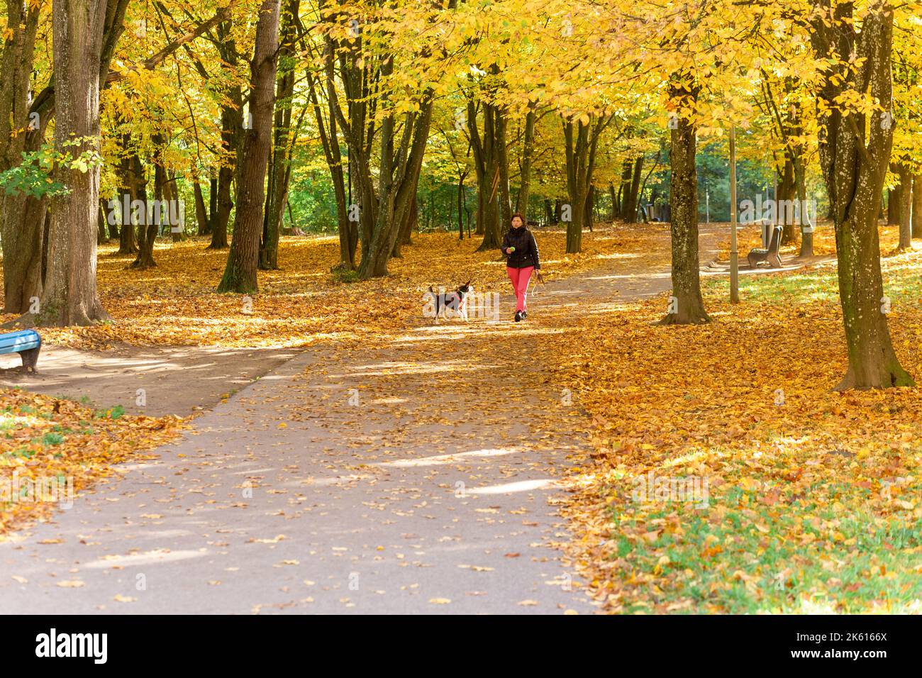 Grodno, Weißrussland - 10. Oktober 2022: Ältere Frau mit Hund auf einem Spaziergang im Herbstpark. Stockfoto