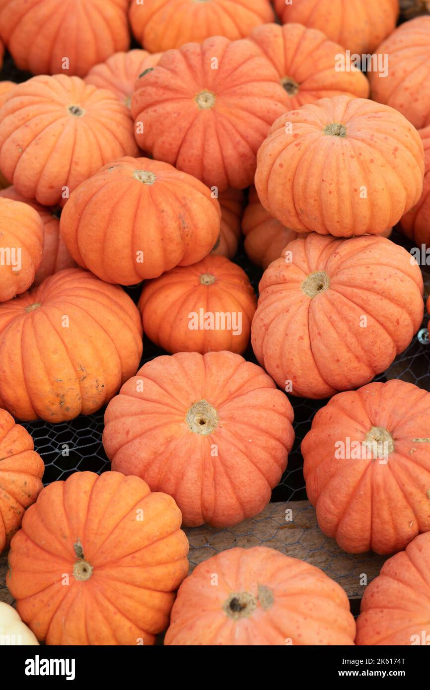 Orange Herbst Kürbisse Vorbereitung auf Halloween Stockfoto