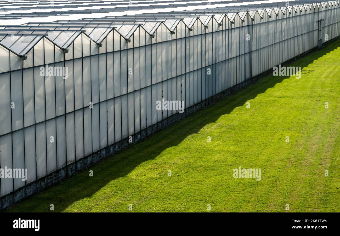 Großer moderner Gewächshauskomplex in den Niederlanden Stockfoto