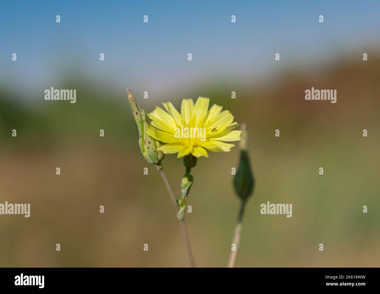 Eine gelbe Blume mit einer Knospe Stockfoto