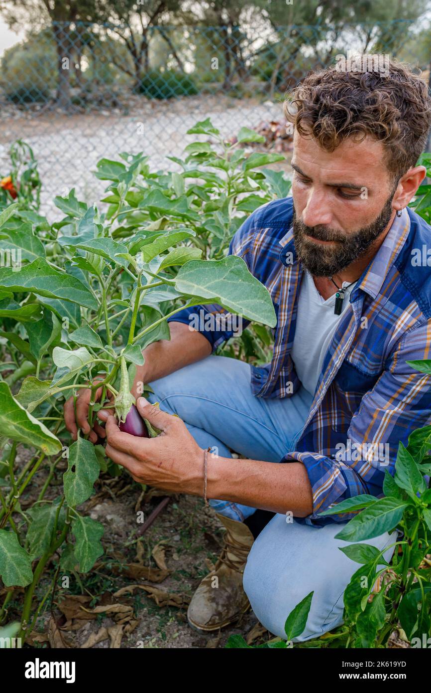 Von oben auf einem ernsten erwachsenen, ethnischen Bauern mit dunklem Haar und Bart in legerer Kleidung, die auf Spukken sitzt, während sie Auberginen auf dem Land erntet Stockfoto
