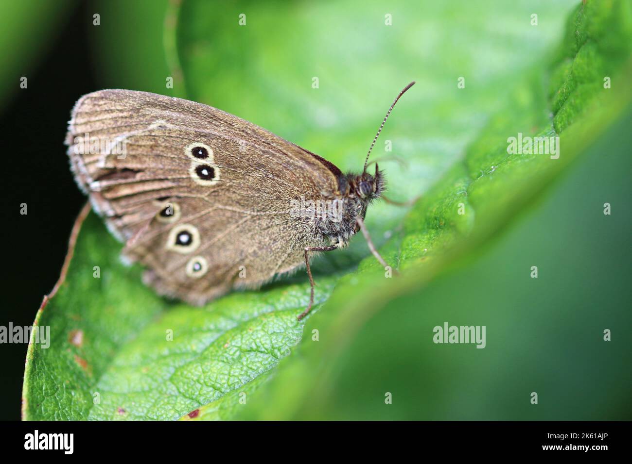 Ringel-Schmetterling, Aphantopus hyperantus, alter Erwachsener mit Alterserscheinungen, in Nahaufnahme, sitzend auf einem Blatt mit vertikal geschlossenen Flügeln, die Unterseite A zeigen Stockfoto