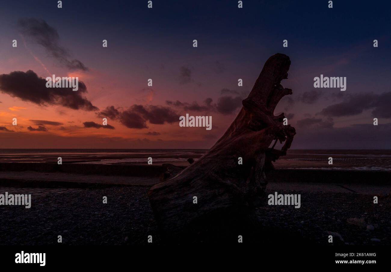 Driftwood am Strand bei Sonnenuntergang Stockfoto