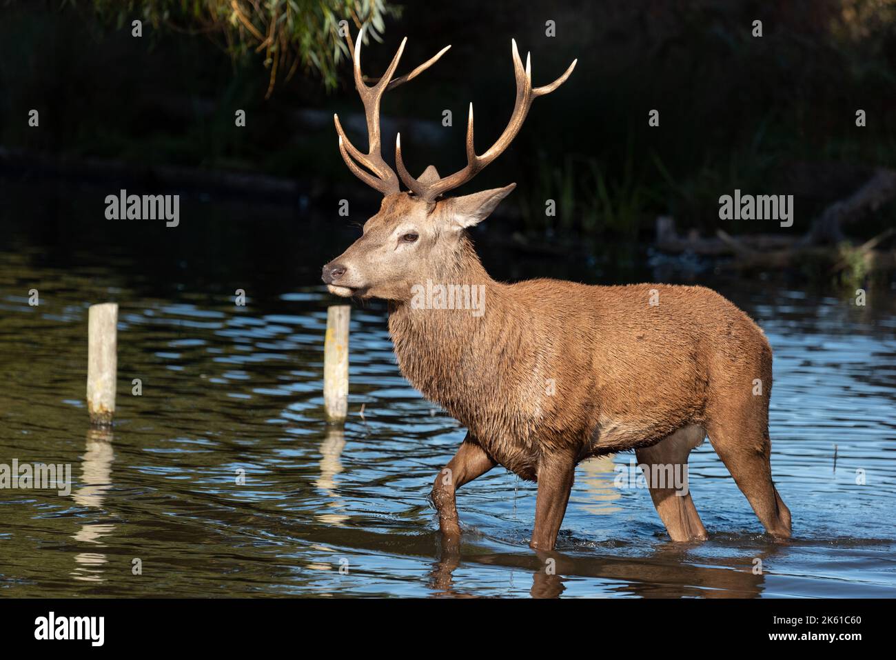 Hirsch lieber Wassersee überqueren in buschigen Park Stockfoto