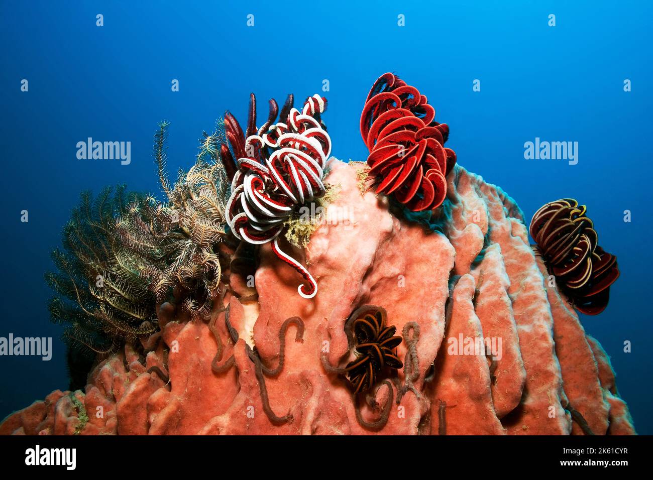 Andamanensee - Seltene weiche Korallen und Meeresbewohner Stockfoto