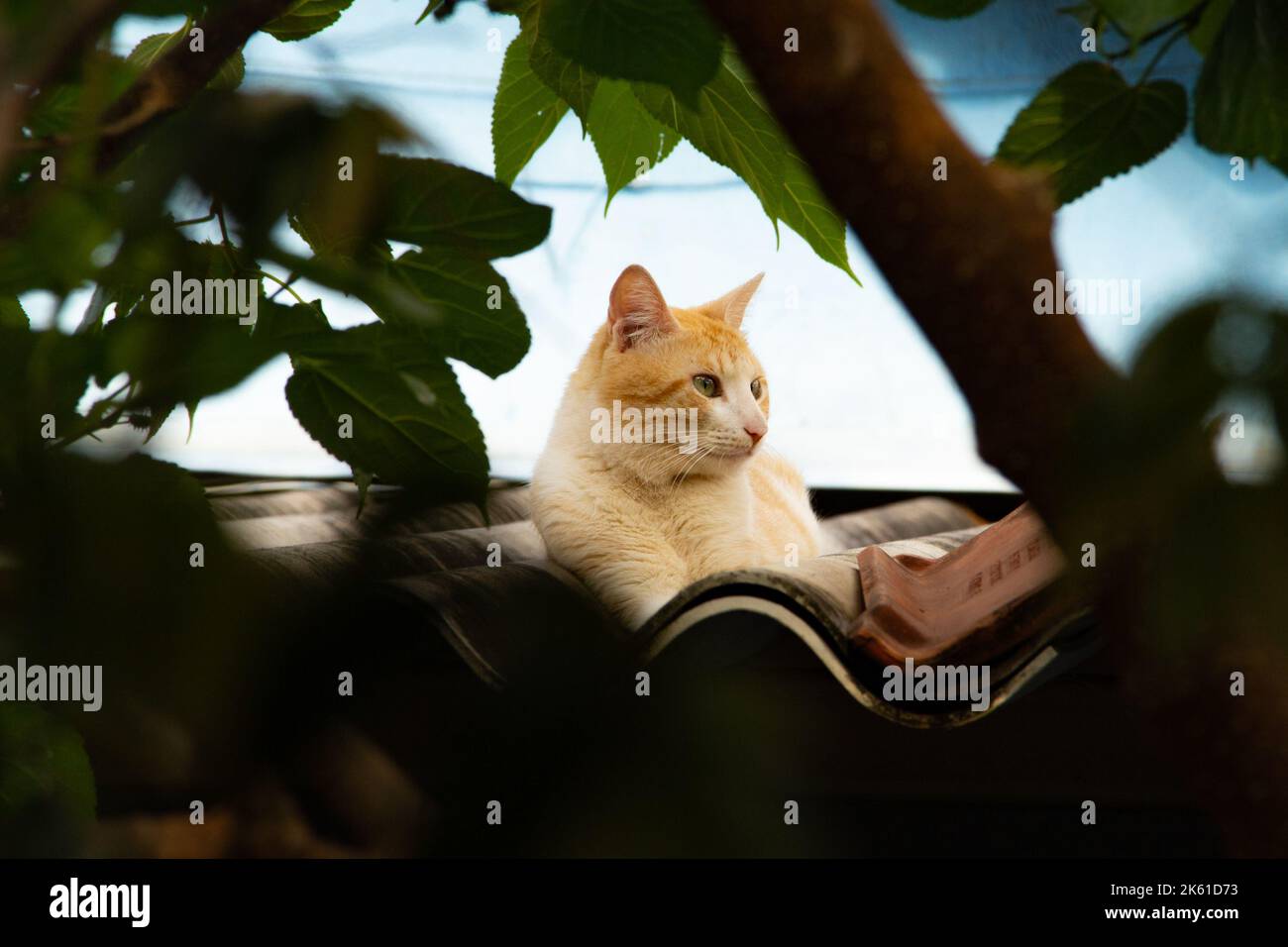 Goiânia, Goias, Brasilien – 10. Oktober 2022: Eine gelbe Katze, die auf dem Dach eines Hauses zwischen Blättern und Ästen eines Baumes ruht. Stockfoto
